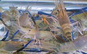 哪些原因導致蝦蟹混養產量低下及相關對策方法